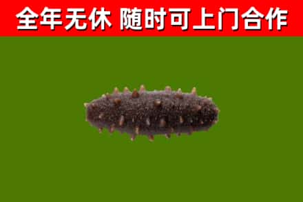 武山回收海参干
